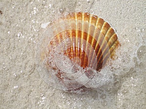 Shell on a Beach