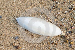 Shell on a Beach