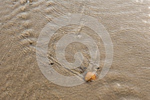 Shell on a beach