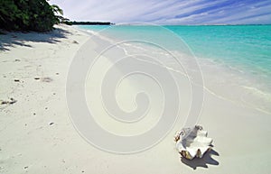 Shell and beach