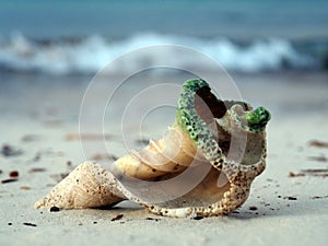 Shell on the beach.