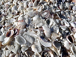 Shell beach at Bomans Beach, Sanibel Island, Florida