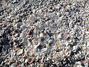 Shell beach at Bomans Beach, Sanibel Island, Florida