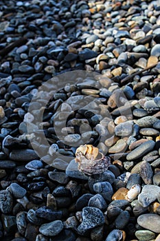 Shell on the beach