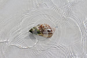 Shell in a beach of a Caribbean island