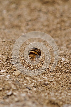 A shell on the beach in Croatia