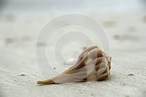 Shell on Beach in Florida