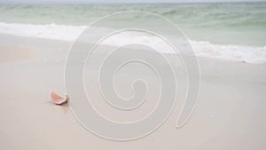 Shell on the beach in Pensacola, Florida.