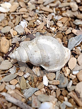 A shell on the beach at Punga Cove in the Marlborough SoundsNew Zealand