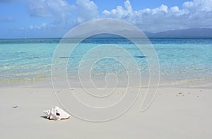 Shell in a beach of San Blas archipelago, PanamÃÂ¡ photo
