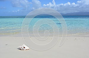 Shell in a beach of San Blas archipelago, PanamÃ¡