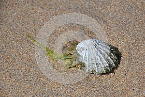 Shell on beach sand