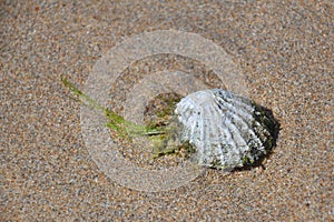 Conchiglia sul Spiaggia sabbia 