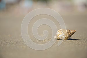 Shell on the beach sand