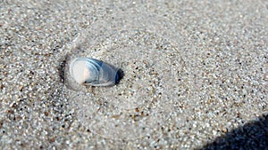 Shell on the beach