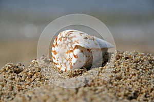 Shell on a beach sand. Shellfish on a beach shore.