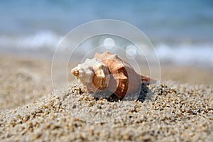 Shell on a beach sand. Shellfish on a beach shore.