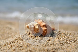 Shell on a beach sand. Shellfish on a beach shore.