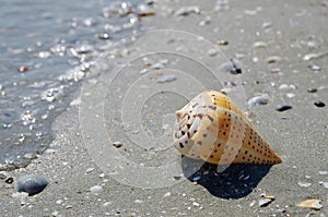 Seascape with shell on the beach. Summer, sea, sun, beach, fine sand - Black Sea, landmark attraction in Romania