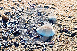shell beach on the sea