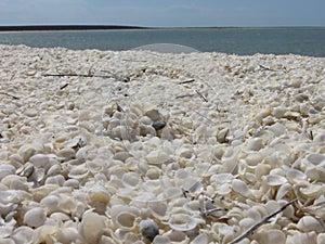Shell Beach Shark Bay