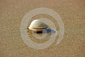 SHELL ON BEACH photo