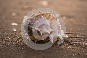 Shell on the beach.