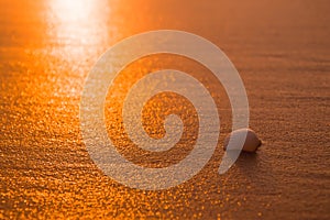 Shell on the beach with sunet time