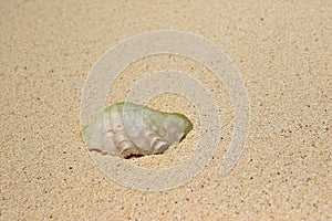Shell on the beach of Ukulhas, Maldives