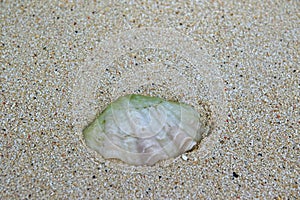 Shell on the beach of Ukulhas, Maldives