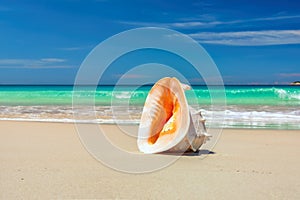Shell on a beach under golden tropical sun beams
