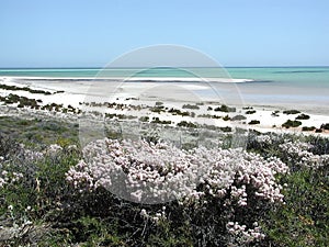 Shell Beach - Western Australia