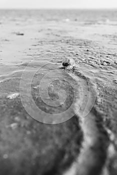 A shell at the beach of Wilhelmshaven