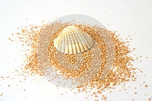 Shell on beachsand