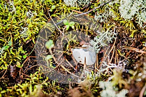 The shell of a bird`s egg on the forest floor