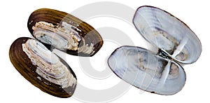 Shell of bivalve mollusk marine stalk Siliqua patula