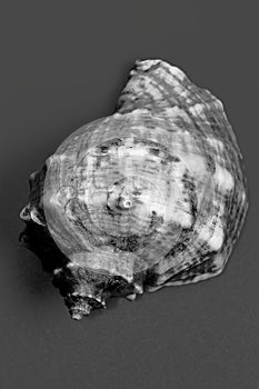 Shell from the black sea, black and white image