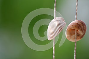 The shell and the blur background