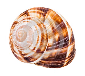 Shell of burgundy snail isolated on white