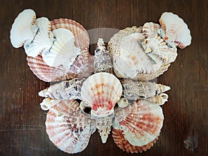 Shell butterfly