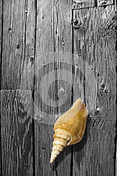 Shell on BW wood board.