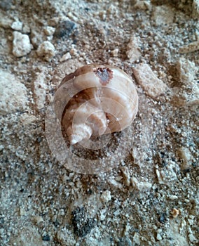 Shell cancer hermit on a stones