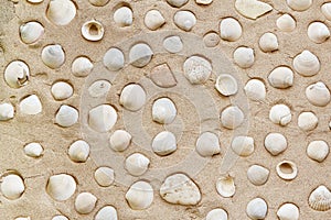 Shell carcass on the wall