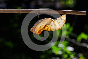 Shell chrysalis of common birdwing butterfly