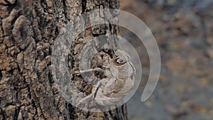 Shell of cicada after molted into adults.