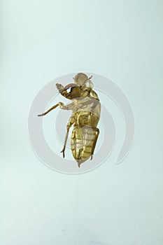 Shell of Cicada on white background