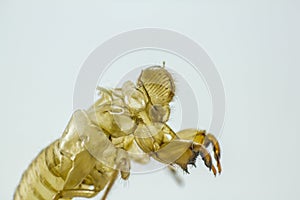 Shell of Cicada on white background
