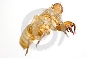 Shell of Cicada on white background