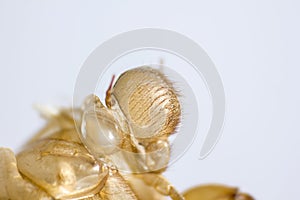 Shell of Cicada on white background