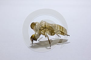 Shell of Cicada on white background